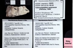 Foto (Objket + Etiketten) von Tuberosagalathea neojurensis (Patrulius, 1959) 